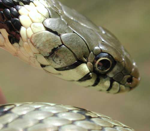 photos/wildlife/Reptile_Species/Grass_Snake/snake 1.jpg